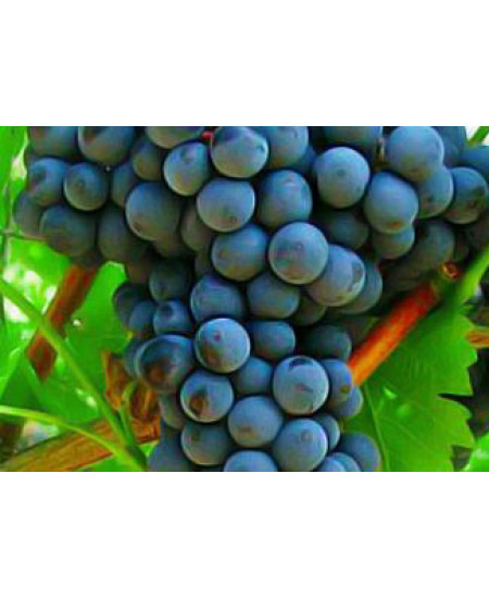 Виноград Триумф Виноград Триумф