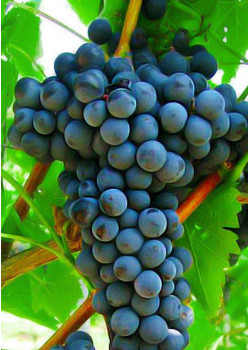 Виноград Триумф
