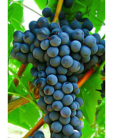 Виноград Триумф Виноград Триумф