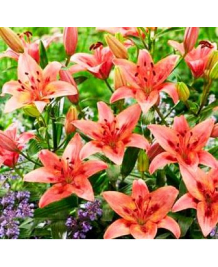 Лилия азиатская "Тинилко" (Tinilco) 3шт в упаковке (размер 12/14) Лилия азиатская "Тинилко" (Tinilco) 3шт в упаковке (размер 12/14)