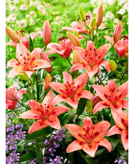 Лилия азиатская "Тинилко" (Tinilco) 3шт в упаковке (размер 12/14) Лилия азиатская "Тинилко" (Tinilco) 3шт в упаковке (размер 12/14)