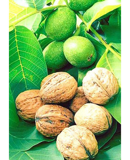 Орех грецкий Память Минова Орех грецкий Память Минова