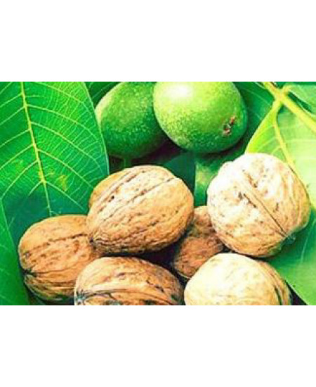 Орех грецкий Память Минова Орех грецкий Память Минова