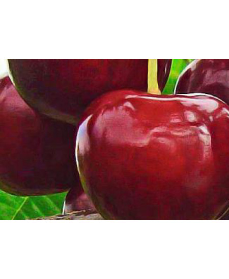 Чере-вишня гибрид "Чудо-вишня" (ранний срок созревания) Чере-вишня гибрид "Чудо-вишня" (ранний срок созревания)