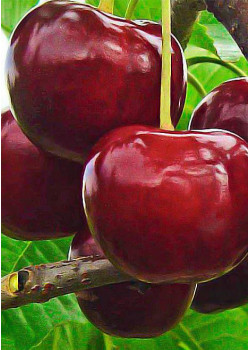 Чере-вишня гибрид "Чудо-вишня" (ранний срок созревания)