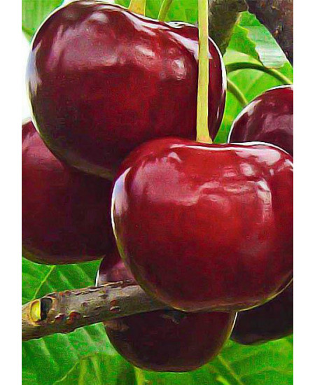 Чере-вишня гибрид "Чудо-вишня" (ранний срок созревания) Чере-вишня гибрид "Чудо-вишня" (ранний срок созревания)