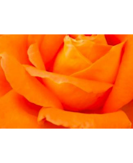 Роза спрей Алегрия Роза спрей Алегрия