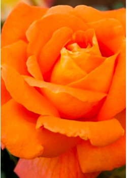 Роза спрей Алегрия