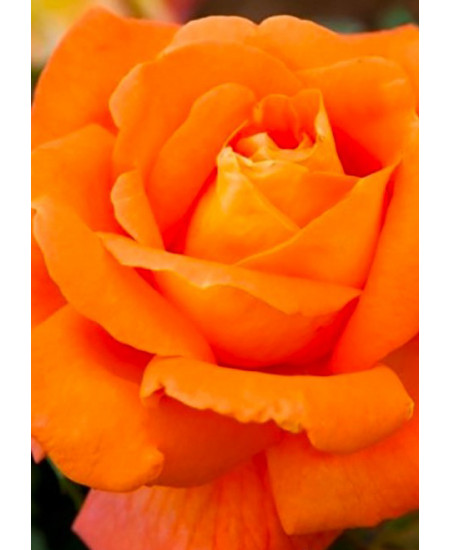 Роза спрей Алегрия Роза спрей Алегрия