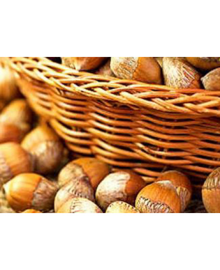 Фундук Русский Фундук Русский