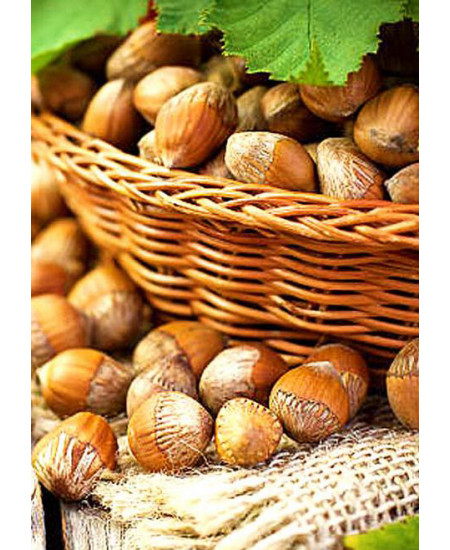 Фундук Русский Фундук Русский