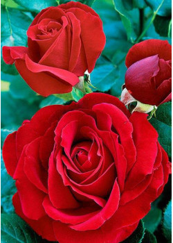 Роза чайно-гибридная Софи лорен