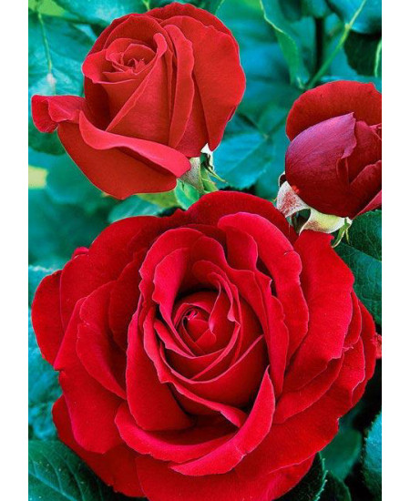 Роза чайно-гибридная Софи лорен Роза чайно-гибридная Софи лорен