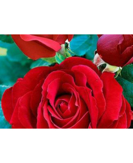 Роза чайно-гибридная Софи лорен Роза чайно-гибридная Софи лорен