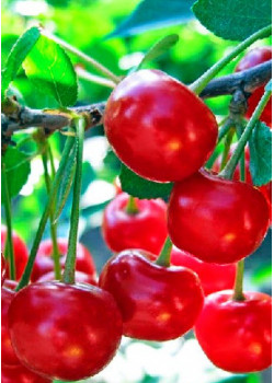 Вишня Любская