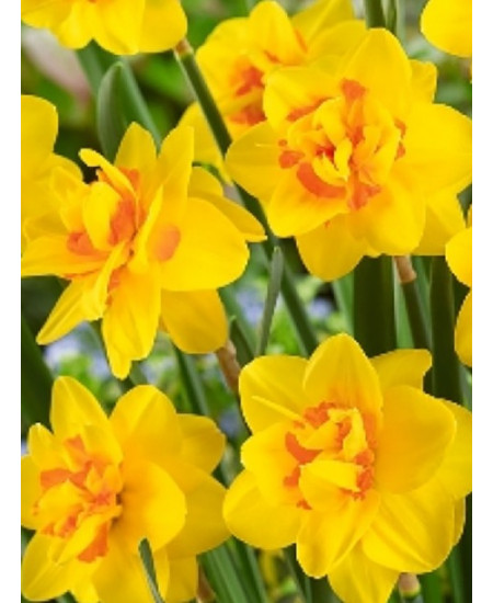 Нарцисс крупнокорончатый "Берлин" (Berlin) 3шт в упаковке (размер 12\14) Нарцисс крупнокорончатый "Берлин" (Berlin) 3шт в упаковке (размер 12\14)