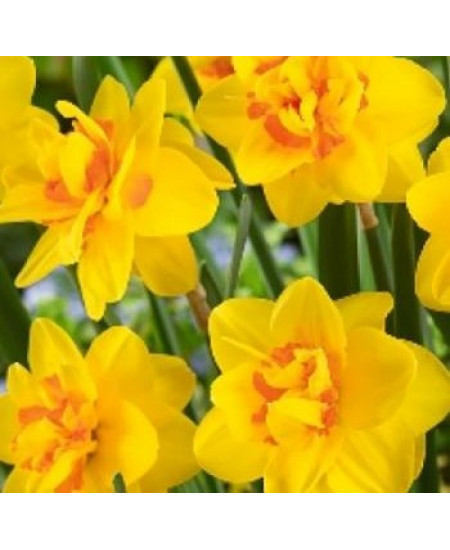 Нарцисс крупнокорончатый "Берлин" (Berlin) 3шт в упаковке (размер 12\14) Нарцисс крупнокорончатый "Берлин" (Berlin) 3шт в упаковке (размер 12\14)