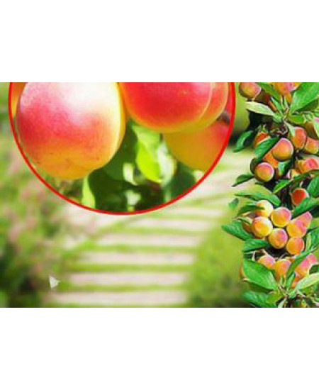 Абрикос колоновидный Принц март Абрикос колоновидный Принц март