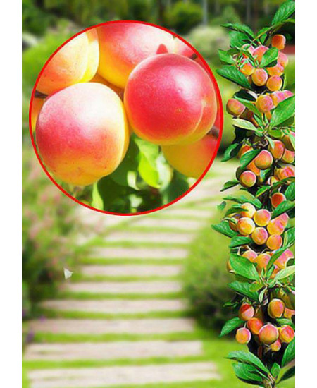 Абрикос колоновидный Принц март Абрикос колоновидный Принц март