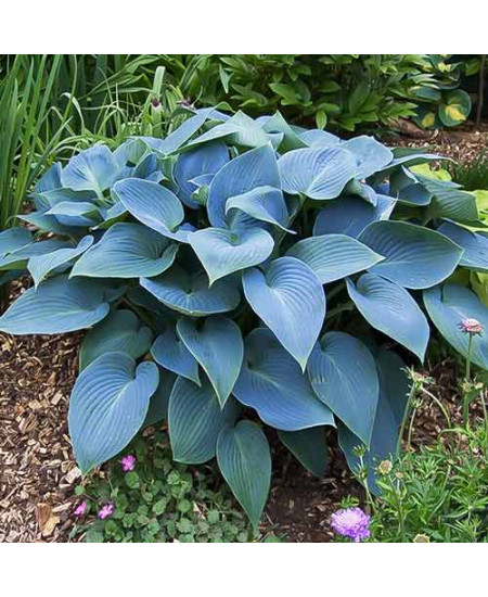 Хоста гибридная Хедспен Блу Хоста гибридная Хедспен Блу