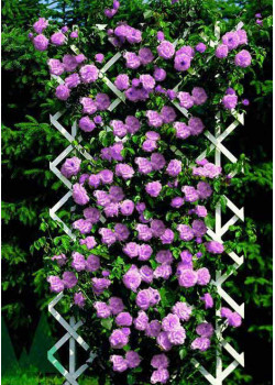 Роза плетистая Нарядная принцесса