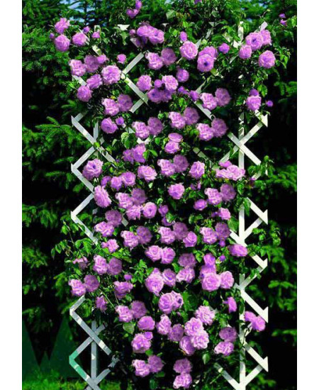 Роза плетистая Нарядная принцесса Роза плетистая Нарядная принцесса