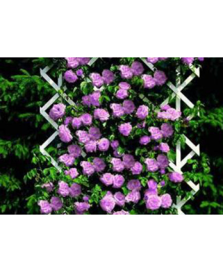 Роза плетистая Нарядная принцесса Роза плетистая Нарядная принцесса