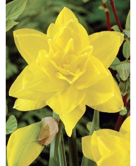 Нарцисс махровый "Голден Дукат" (Golden Ducat) 3шт в упаковке (размер 12\14) Нарцисс махровый "Голден Дукат" (Golden Ducat) 3шт в упаковке (размер 12\14)