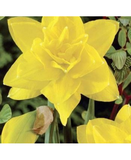 Нарцисс махровый "Голден Дукат" (Golden Ducat) 3шт в упаковке (размер 12\14) Нарцисс махровый "Голден Дукат" (Golden Ducat) 3шт в упаковке (размер 12\14)