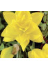 Нарцисс махровый "Голден Дукат" (Golden Ducat) 3шт в упаковке (размер 12\14) Нарцисс махровый "Голден Дукат" (Golden Ducat) 3шт в упаковке (размер 12\14)