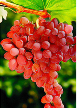 Виноград Лучистый