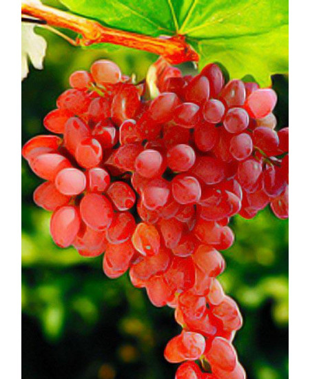 Виноград Лучистый Виноград Лучистый