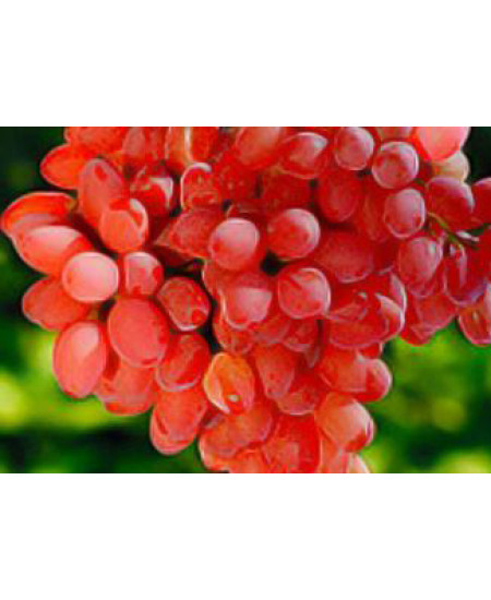 Виноград Лучистый Виноград Лучистый