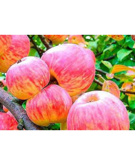 Яблоня Мельба Яблоня Мельба