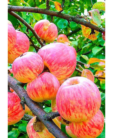 Яблоня Мельба Яблоня Мельба