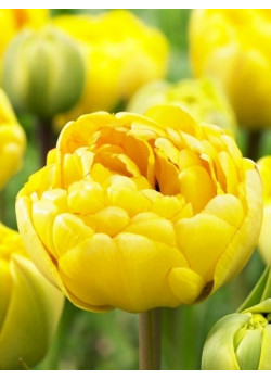 Тюльпан махровый поздний "Йеллоу Помпонет" (Yellow Pompenette) 3шт в упаковке (размер 11/12)