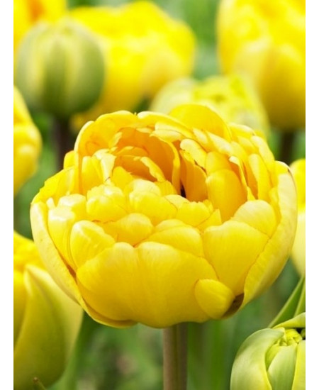 Тюльпан махровый поздний "Йеллоу Помпонет" (Yellow Pompenette) 3шт в упаковке (размер 11/12) Тюльпан махровый поздний "Йеллоу Помпонет" (Yellow Pompenette) 3шт в упаковке (размер 11/12)