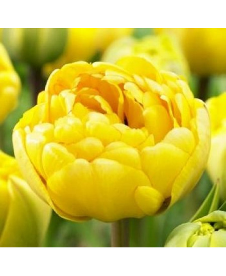 Тюльпан махровый поздний "Йеллоу Помпонет" (Yellow Pompenette) 3шт в упаковке (размер 11/12) Тюльпан махровый поздний "Йеллоу Помпонет" (Yellow Pompenette) 3шт в упаковке (размер 11/12)