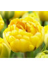 Тюльпан махровый поздний "Йеллоу Помпонет" (Yellow Pompenette) 3шт в упаковке (размер 11/12) Тюльпан махровый поздний "Йеллоу Помпонет" (Yellow Pompenette) 3шт в упаковке (размер 11/12)
