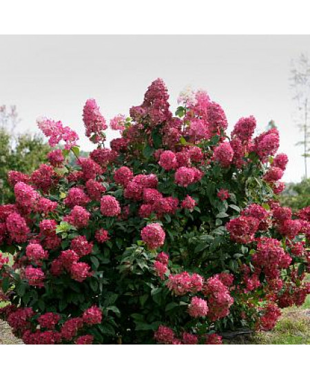 ГОРТЕНЗИЯ КРУПНОЛИСТНАЯ МЭДЖИКАЛ АМЕТИСТ ГОРТЕНЗИЯ КРУПНОЛИСТНАЯ МЭДЖИКАЛ АМЕТИСТ