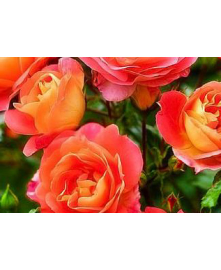 Роза флорибунда Гебрюдер Гримм Роза флорибунда Гебрюдер Гримм