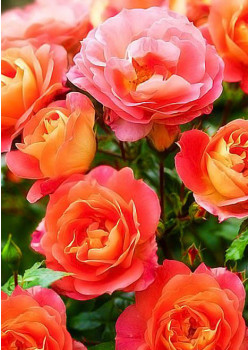 Роза флорибунда Гебрюдер Гримм