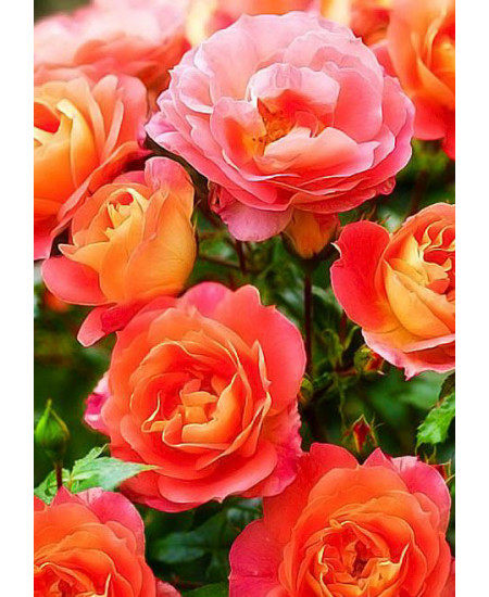 Роза флорибунда Гебрюдер Гримм Роза флорибунда Гебрюдер Гримм