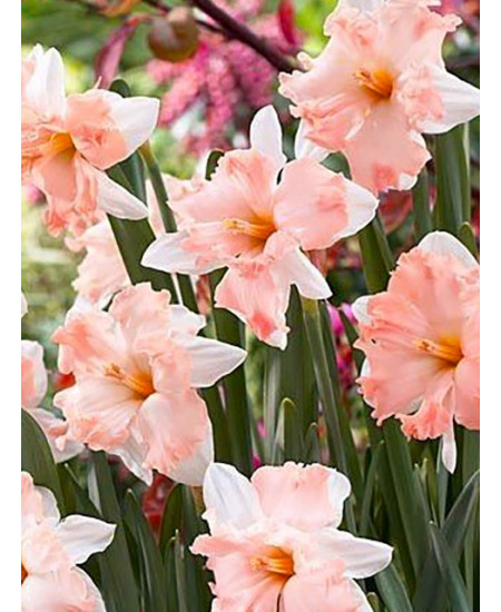 Нарцисс орхидный "Эппл Пай" (Apple Pie) 3шт в упаковке (размер 12\14) Нарцисс орхидный "Эппл Пай" (Apple Pie) 3шт в упаковке (размер 12\14)