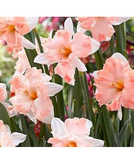 Нарцисс орхидный "Эппл Пай" (Apple Pie) 3шт в упаковке (размер 12\14) Нарцисс орхидный "Эппл Пай" (Apple Pie) 3шт в упаковке (размер 12\14)