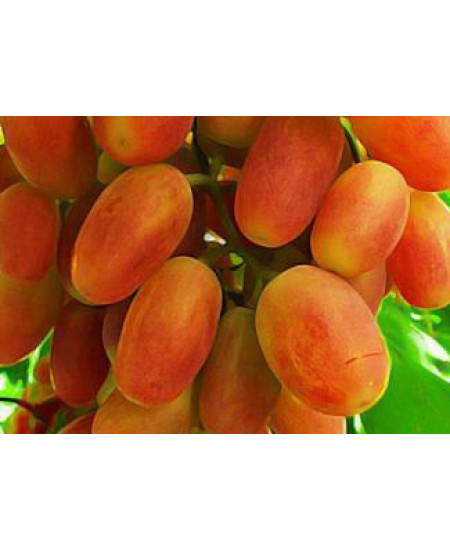 Виноград Сенсация Виноград Сенсация