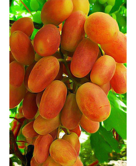 Виноград Сенсация Виноград Сенсация