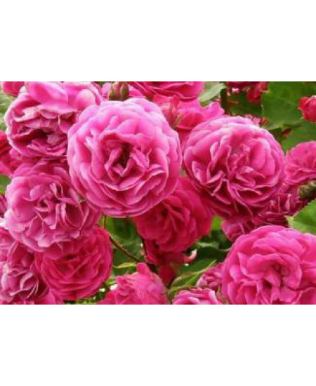 Роза флорибунда Леонардо да Винчи Роза флорибунда Леонардо да Винчи