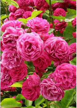 Роза флорибунда Леонардо да Винчи