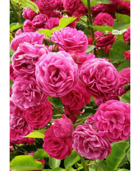 Роза флорибунда Леонардо да Винчи Роза флорибунда Леонардо да Винчи